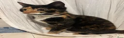 Mixed Breed cats for sale: Beautiful kittens for sale  in York - Advert 1