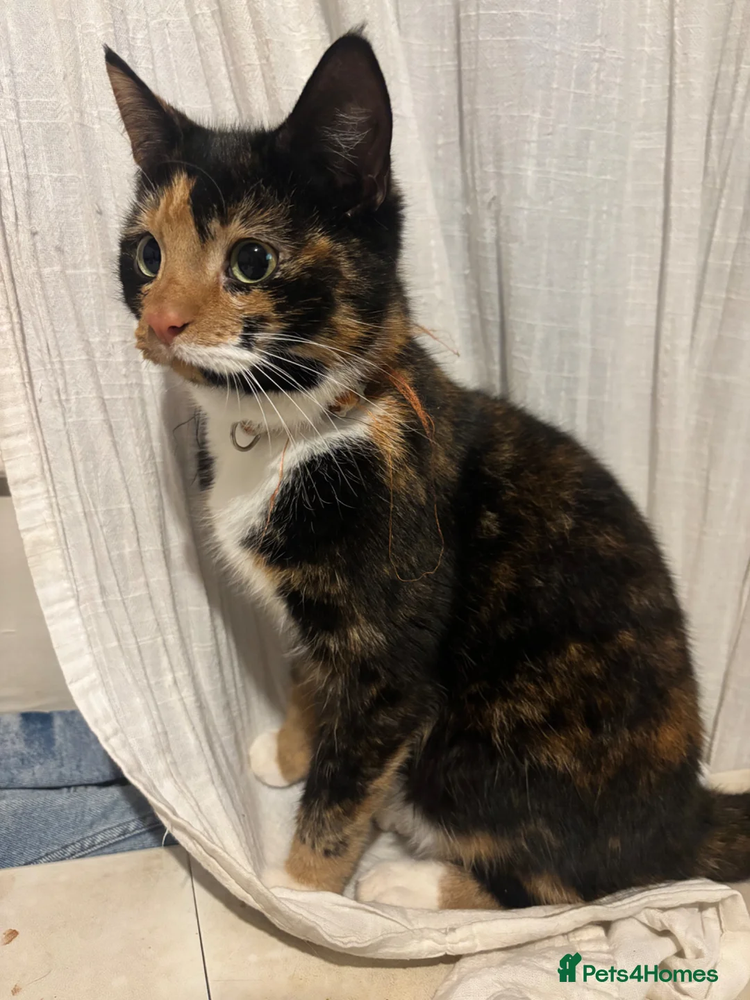 Mixed Breed cats for sale: Beautiful kittens for sale  in York - Advert 1