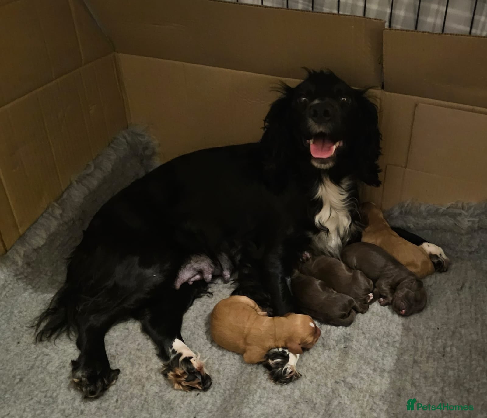 Cocker Spaniel dogs Working Cocker Spaniel Puppies KC reg & docked  - Advert 12
