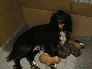 Cocker Spaniel dogs Working Cocker Spaniel Puppies KC reg & docked - Advert 3