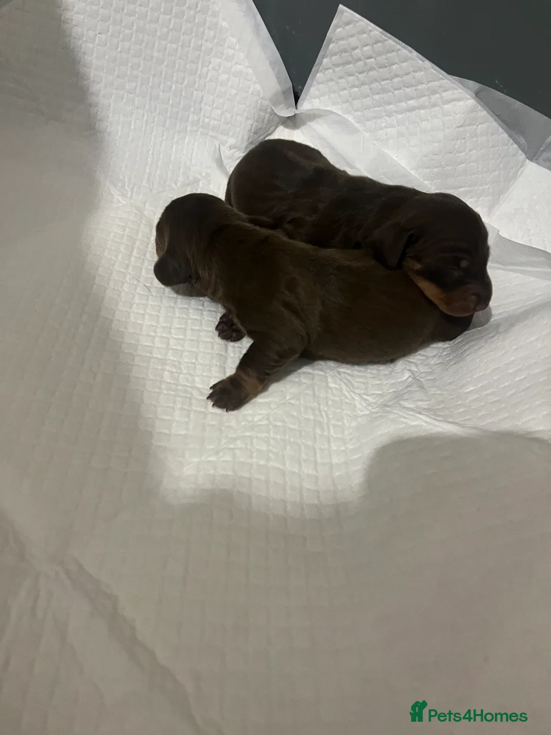 Miniature Dachshund dogs for sale: Gorgeous litter of mini dachshund puppies❤️ - Advert 9