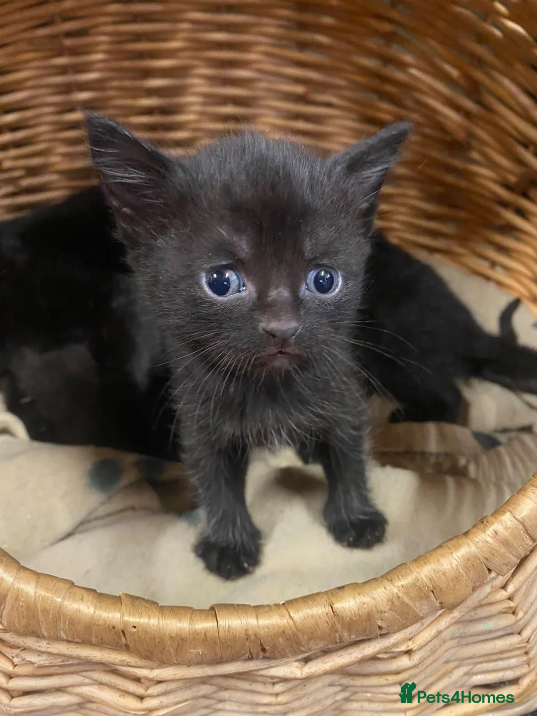 Mixed Breed cats for sale: Gorgeous, friendly Farm kittens in Knighton - Advert 2