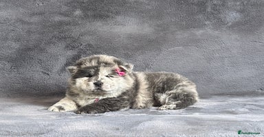 Chow Chow dogs - Advert 5