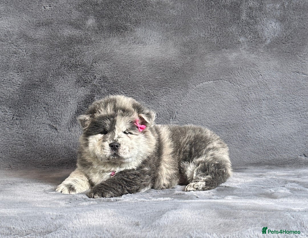 Chow Chow dogs for sale: Exotic colour pure chow chow puppies for sale - Image 2
