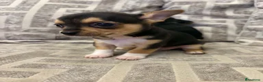Chihuahua 1
