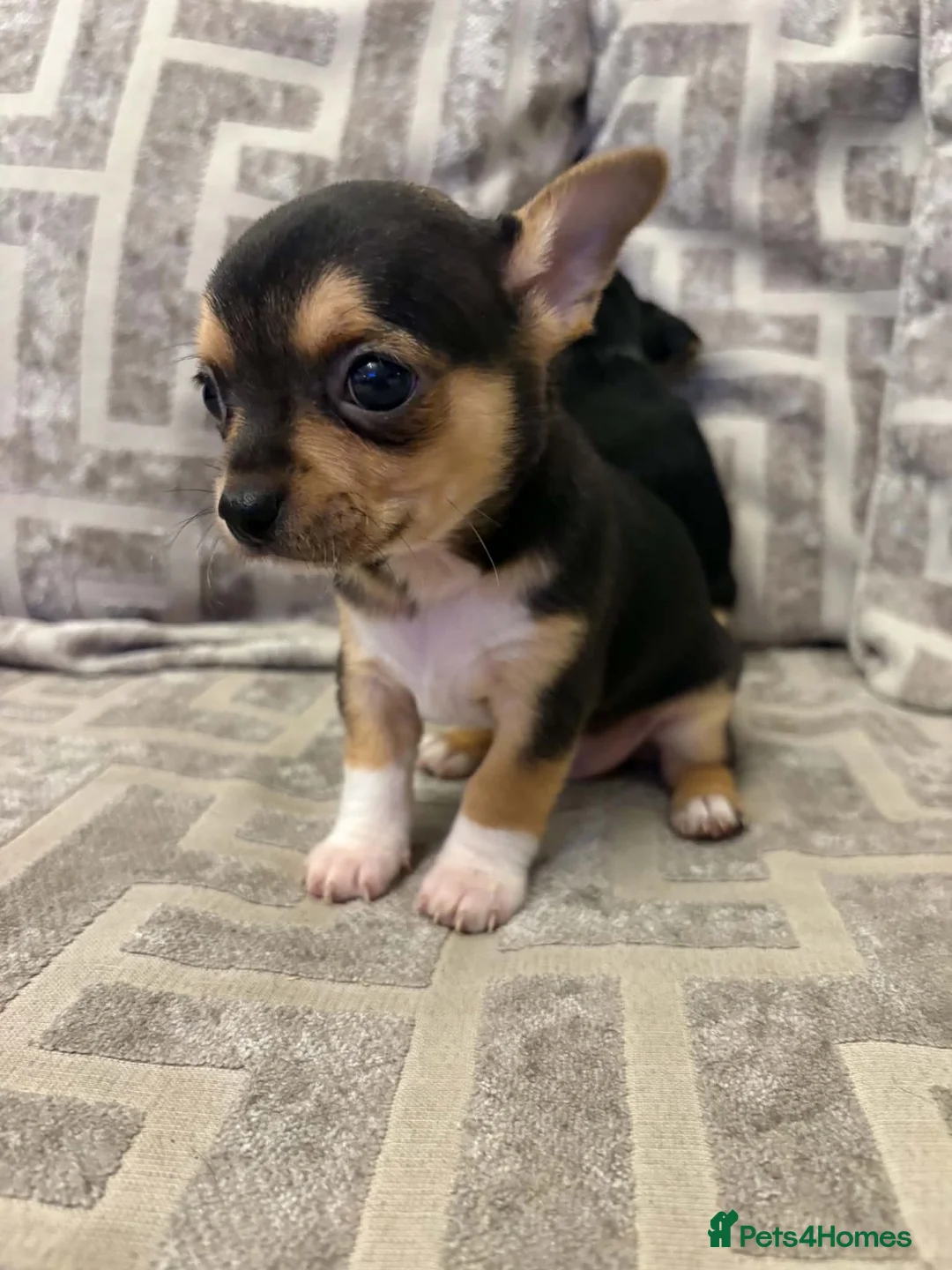 Chihuahua dogs for sale: Chihuahua puppies in Tilbury - Advert 11