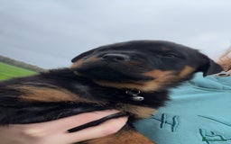Rottweiler dogs for stud: Proven Rottweiler for stud! in Bury Saint Edmunds - Image 10