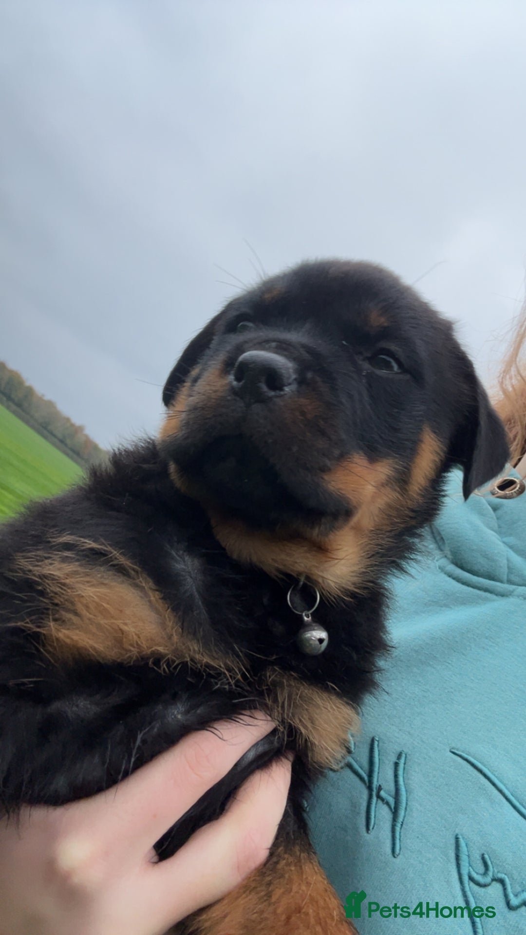 Rottweiler dogs for stud: Proven Rottweiler for stud! in Bury Saint Edmunds - Image 10