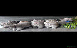 British Shorthair cats for sale: PURE PEDIGREE BSH KITTENS - Image 28