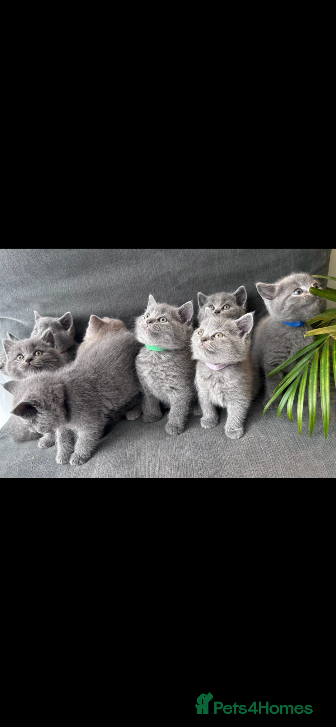 British Shorthair cats for sale: PURE PEDIGREE BSH KITTENS - Image 28