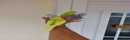 Budgerigars birds for sale: Super Silly hand tamed budgie - Advert 1
