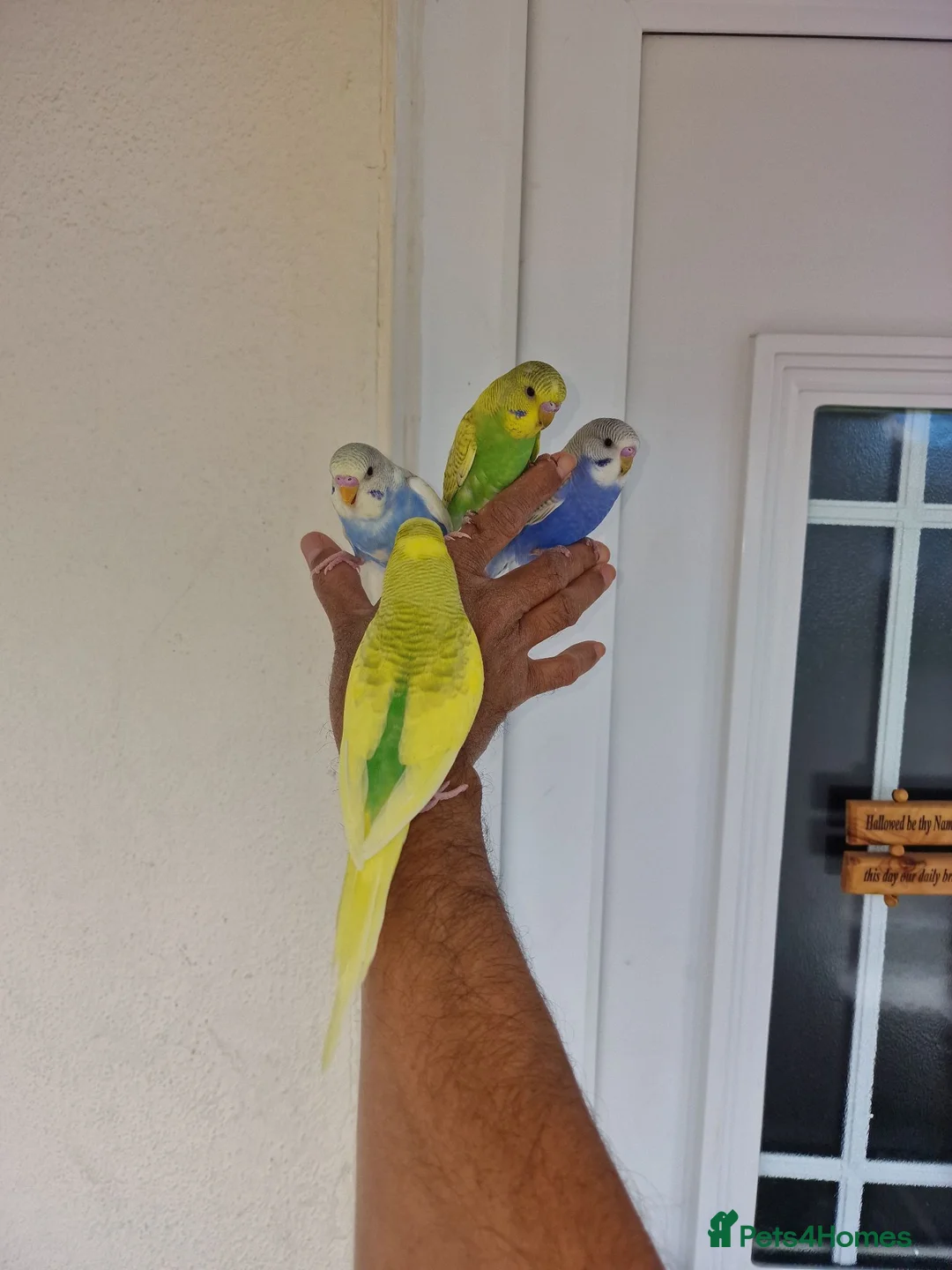 Budgerigars birds for sale: Super Silly hand tamed budgie - Advert 1