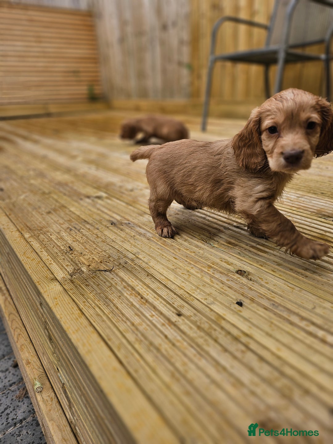 Cocker Spaniel dogs for sale: Health tested working cocker spaniels  - Image 37
