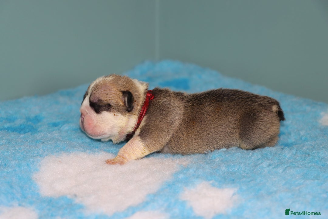 English Bulldog dogs for sale: English bulldog puppies  - Image 6