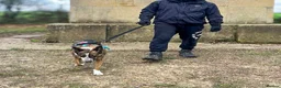 Mixed Breed dogs for adoption: Cisco - low energy cuddle bug!  in London - Advert 13