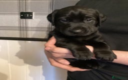 Labrador Retriever dogs for sale: LABRADOR PUPPIES  - Image 7