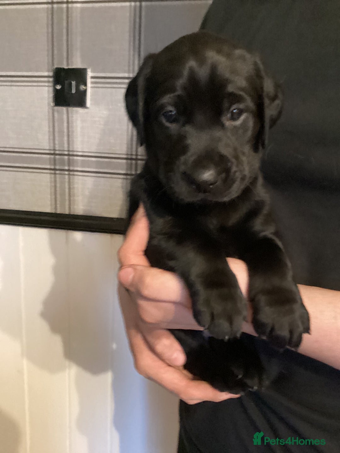 Labrador Retriever dogs for sale: LABRADOR PUPPIES  - Image 7