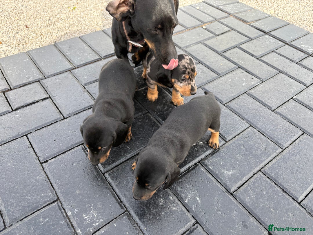 Dachshund dogs for sale: Miniature dachshund - Image 4