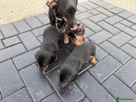 Dachshund dogs - Advert 7