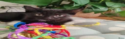 Mixed Breed cats for sale: ❤️❤️❤️ Adorable Kittens ❤️❤️❤️  - Advert 12