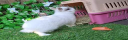 Continental Giant rabbits for sale: Super Stud Bunnies Health checked and Vaccinated  - Advert 17