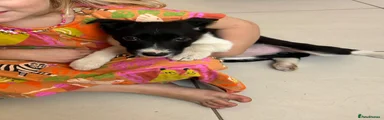 Border Collie 2