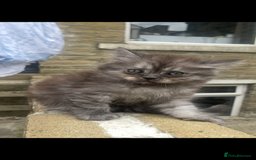 Persian cats for sale: Purebred Persian kitten  - Image 5
