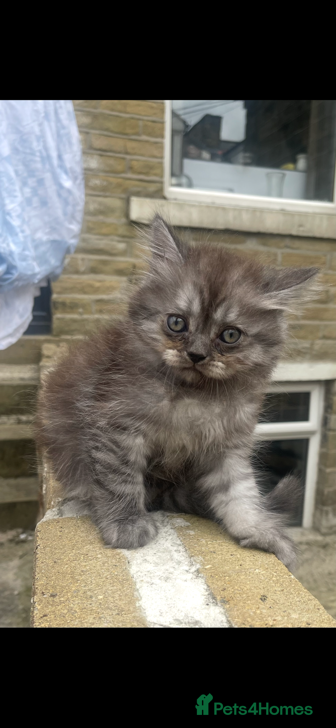 Persian cats for sale: Purebred Persian kitten  - Image 5