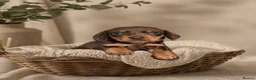Miniature Dachshund dogs for sale: Licensed. Min smooth, kc/pra clear ready 25/5  - Advert 34