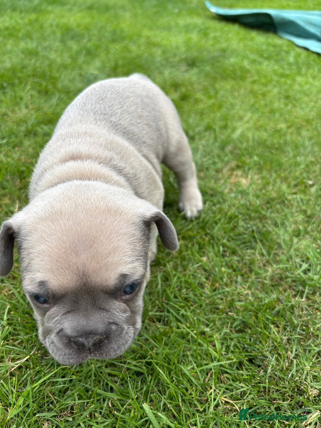 French Bulldog dogs for sale: Gorgeous French Bulldog Puppies. - Image 22