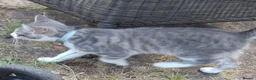 Mixed Breed cats for sale: Beautiful Female  - Advert 3