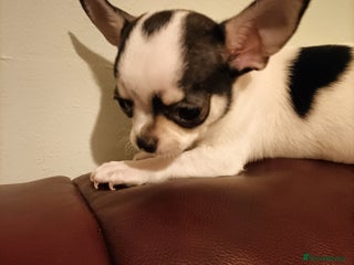 Chihuahua dogs KC Chihuahua puppies - Advert 14