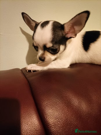 Chihuahua dogs KC Chihuahua puppies - Advert 19