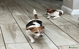 Mixed Breed dogs for sale: Border Jack Cross - Image 3