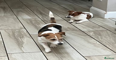 Mixed Breed dogs - Advert 13