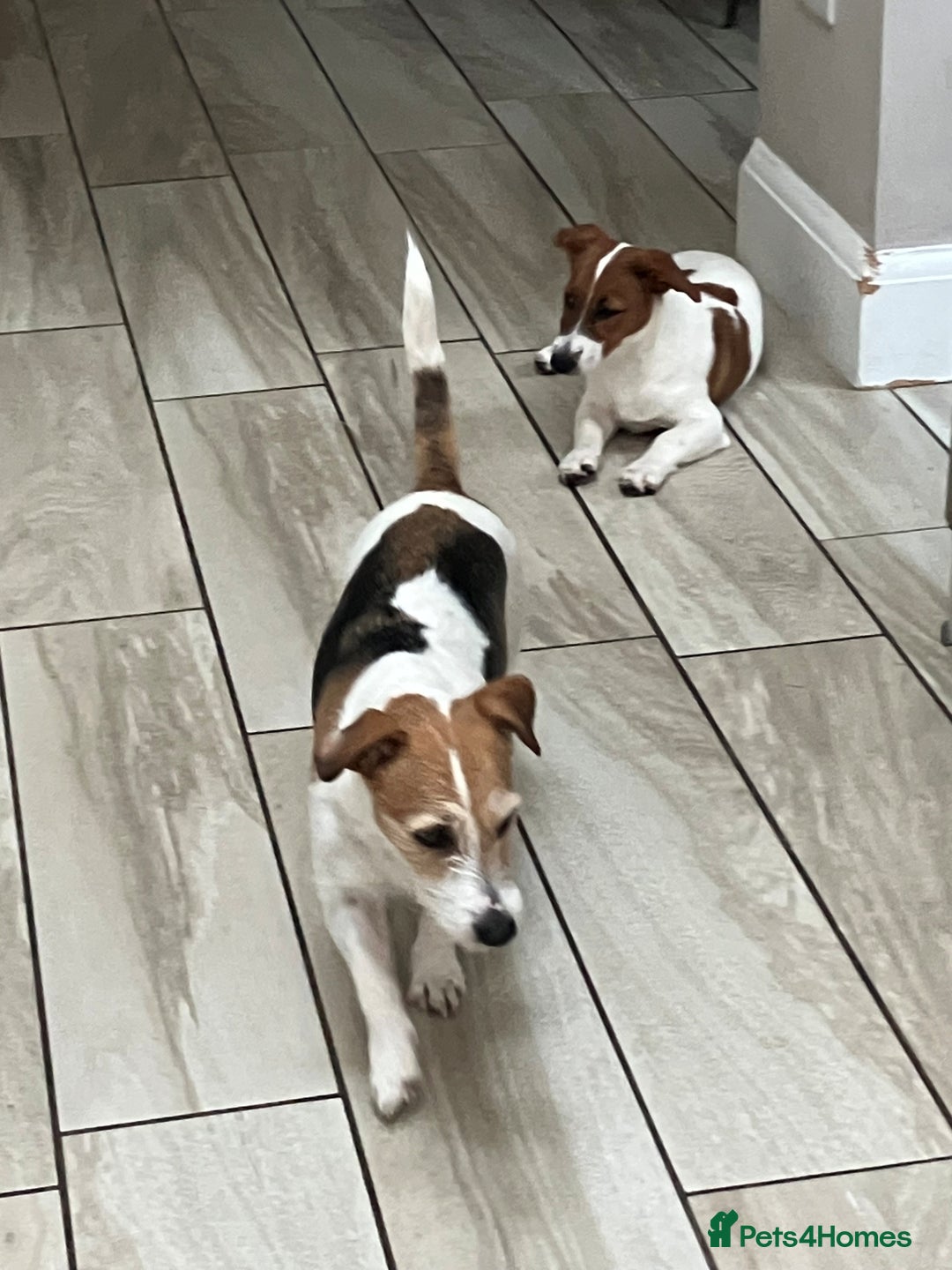Mixed Breed dogs for sale: Border Jack Cross - Image 3