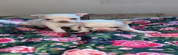 Chihuahua dogs for sale: 5 beautiful chihuahuas  - Advert 11