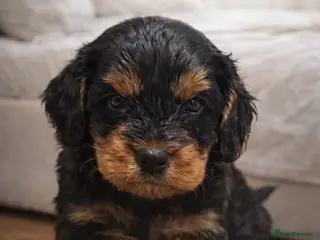 Cavapoo dogs Cavapoo boys – Health Tested KC Parents - Advert 6