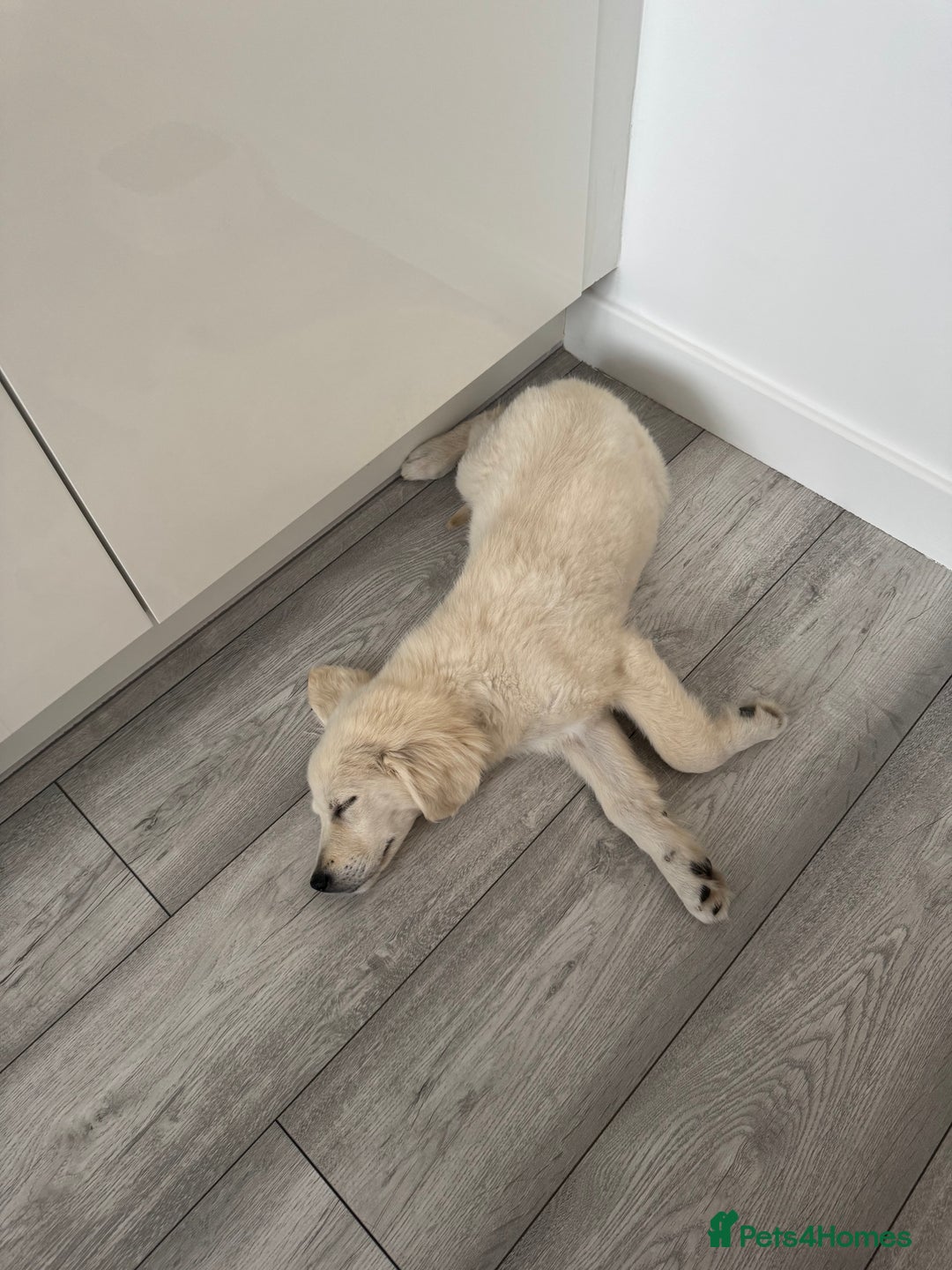 Golden Retriever dogs for sale: Female Golden Retriever - Image 5