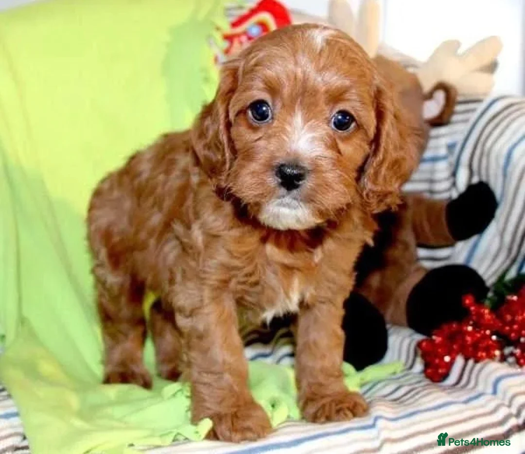 Cavapoo dogs for sale: Beautiful Cavapoo Looking For a New Home - Advert 2