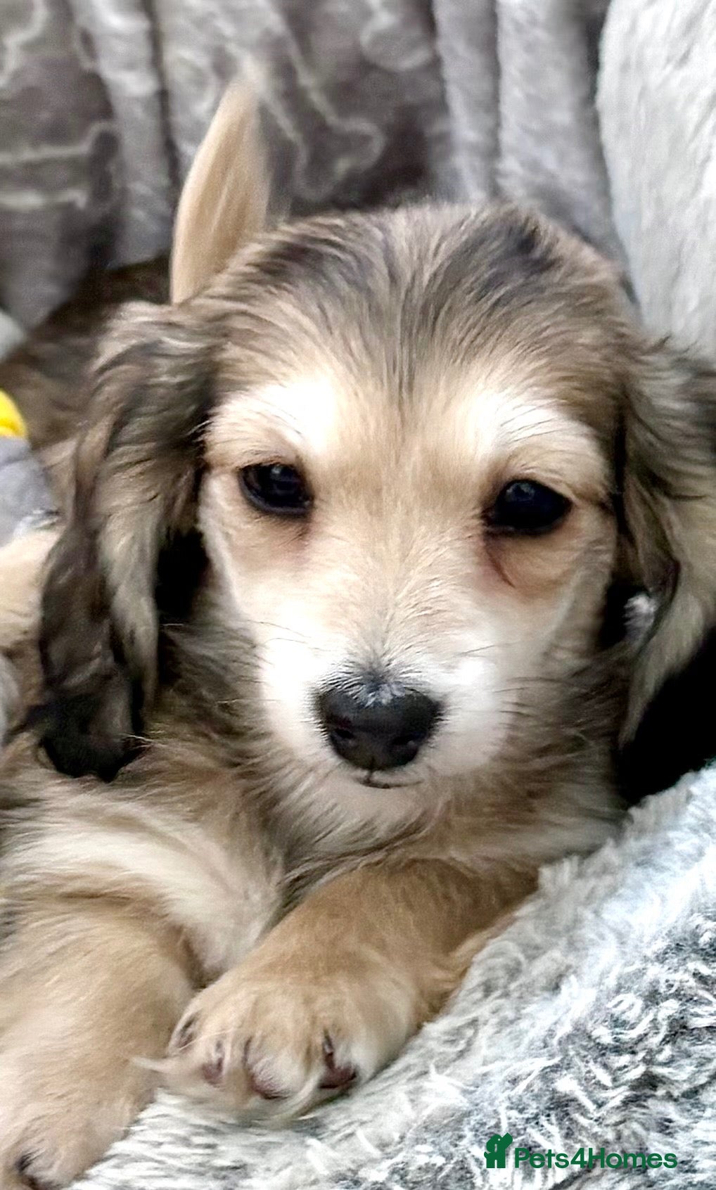 Dachshund dogs for sale: Shaded Cream Long Haired Minature Dachshunds - Advert 2