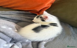 Domestic Shorthair cats for sale: KITTENS READY FOR COLLECTION - Image 8