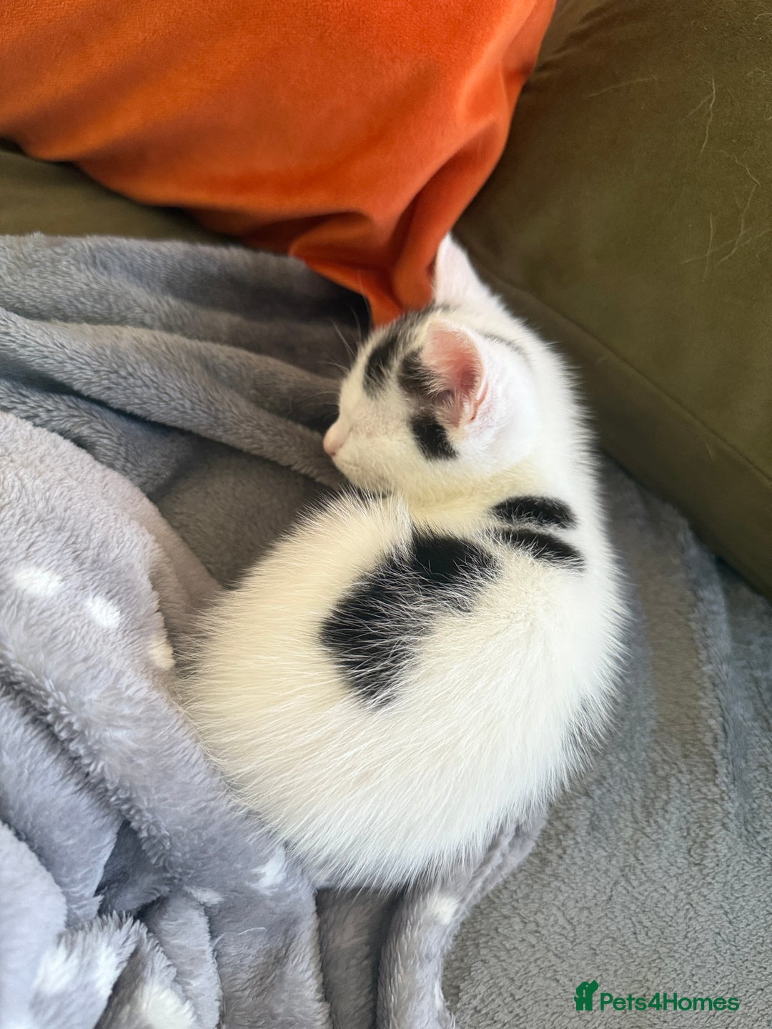 Domestic Shorthair cats for sale: KITTENS READY FOR COLLECTION - Image 8