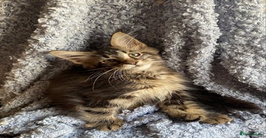 Maine Coon cats - Advert 6