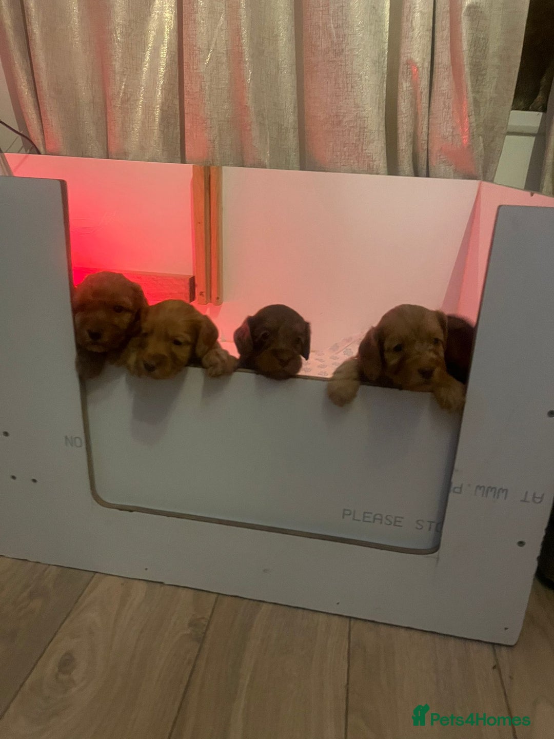 Cockapoo dogs for sale: Beautiful cockapoo puppys  - Advert 4