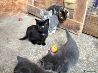 British Shorthair cats - Advert 2