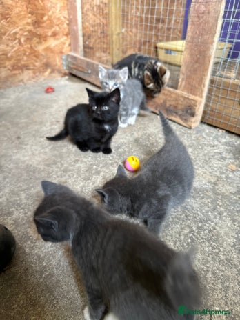 British Shorthair cats - Advert 2