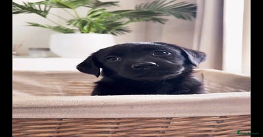 Labrador Retriever dogs - Advert 12
