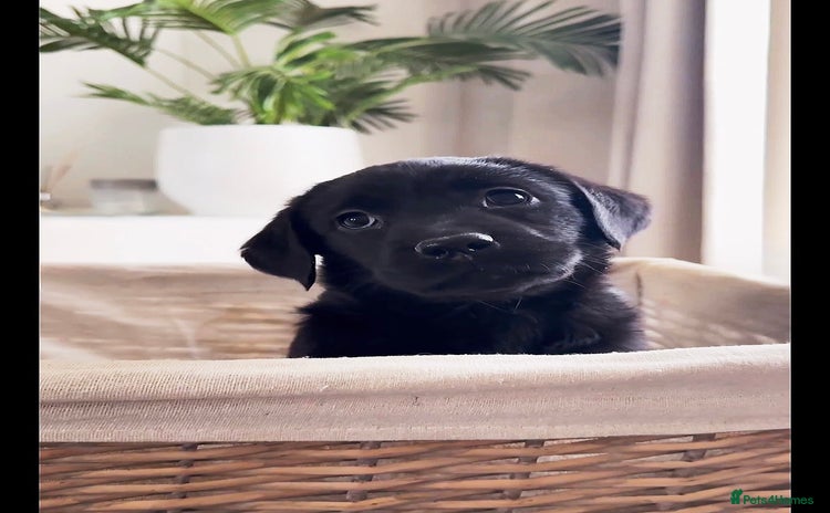 Labrador Retriever dogs - Advert 15
