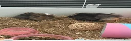 Guinea Pig rodents for sale: Female Guinea Pigs in Hartlepool - Advert 6